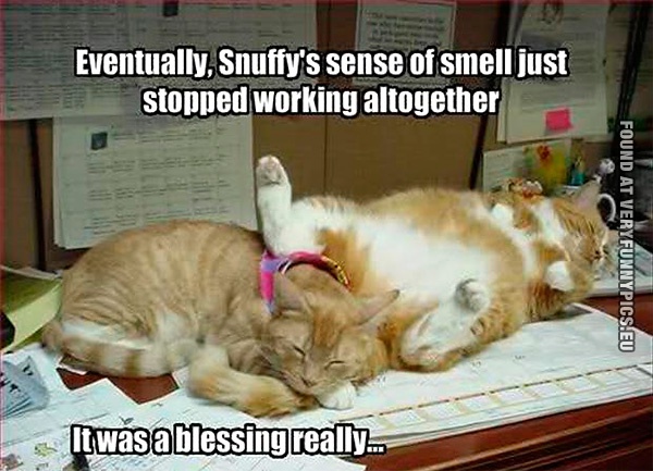 snuffys-sense-of-smell
