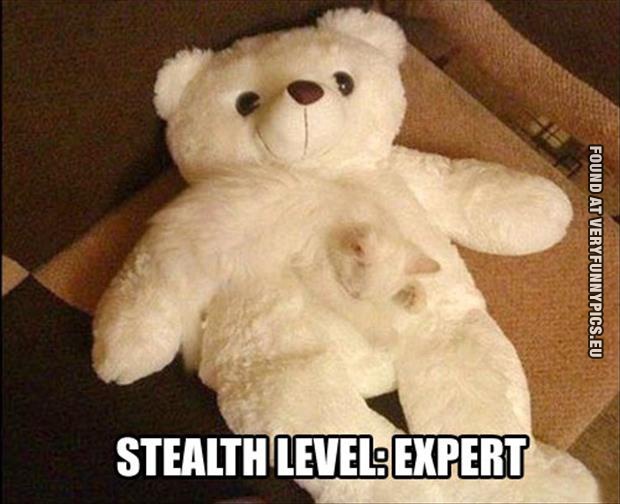 stealth level expert cat