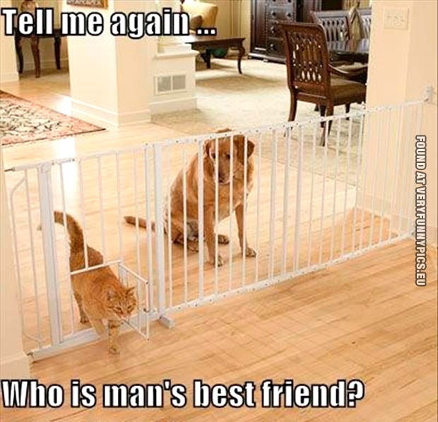 tell-me-again-who-is-mans-best-friend