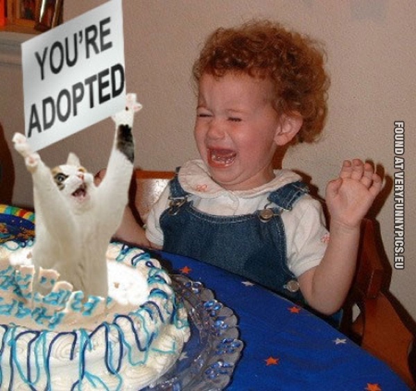 youre-adopted-cat