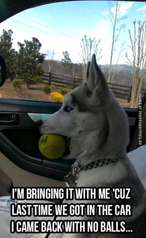 funny picture dog bringing own ball