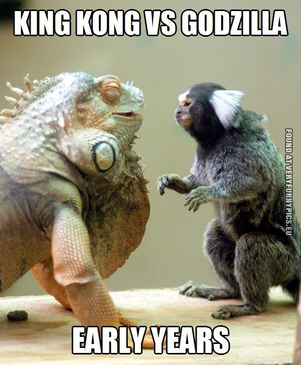 funny picture king kong vs godzilla early years