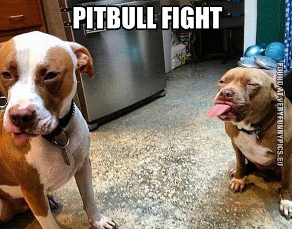 funny-picture-pitbull-fight