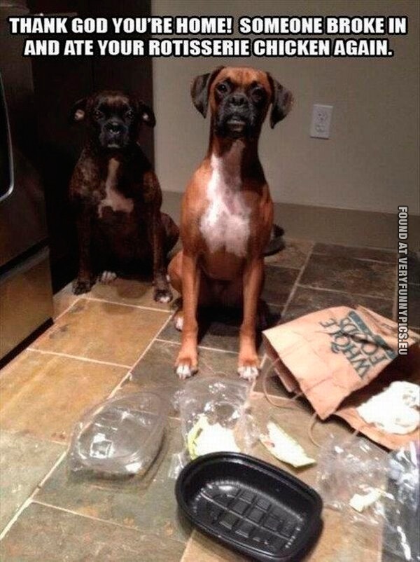 funny-picture-thank-god-youre-home-dogs-chicken