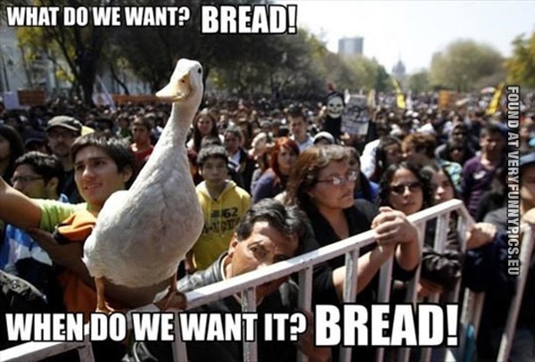 funny-picture-what-do-we-want-bread-protesting-duck