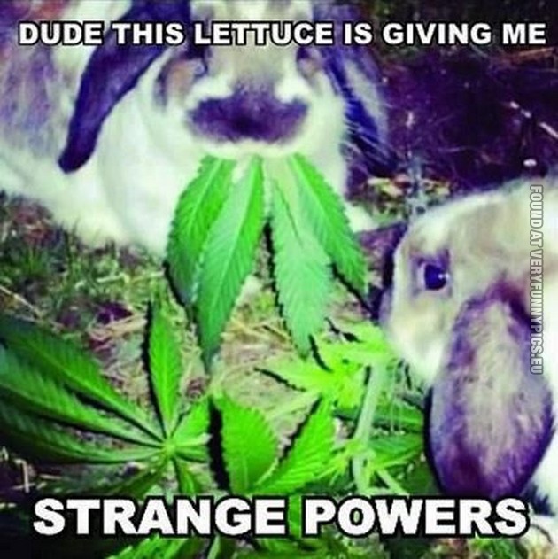 funnyt picture strange lettuce bunny
