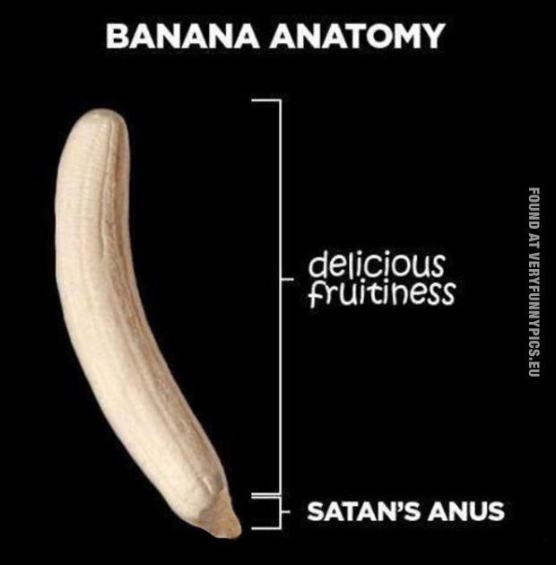 funny picture banana anatomy