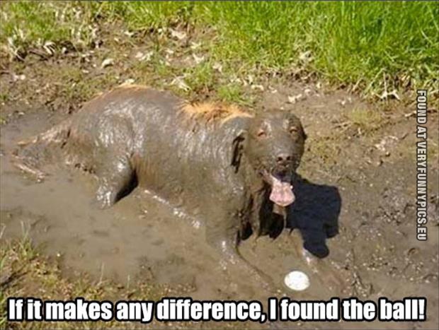 funny picture dog found the ball in mud