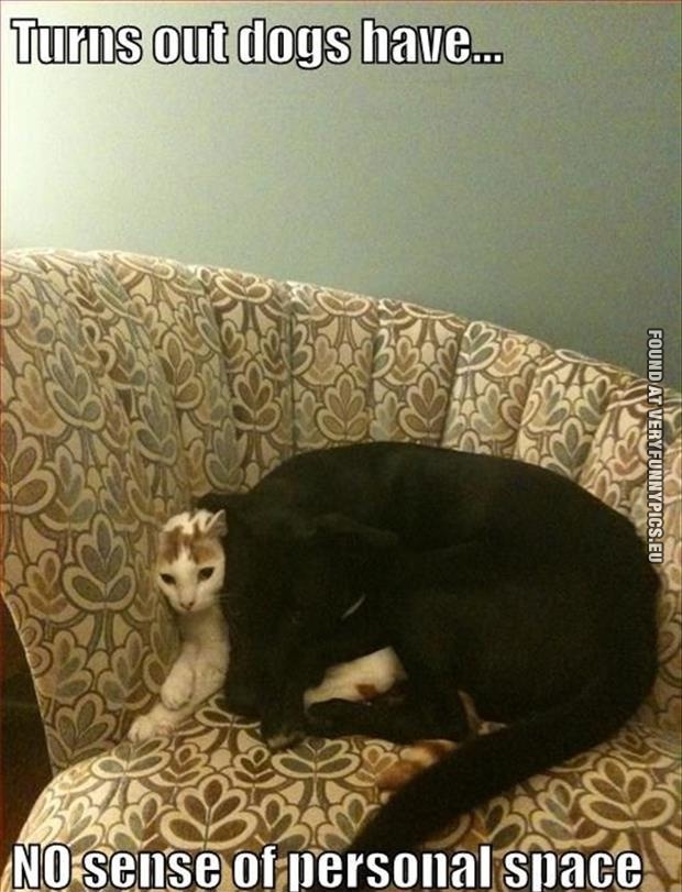 funny-picture-dogs-have-no-sense-of-personal-space-cat