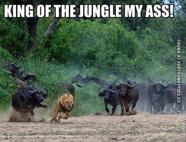 funny picture king of the jungle my ass