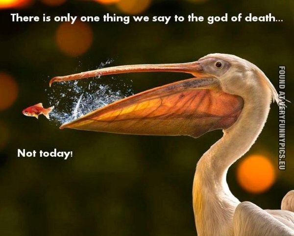 funny picture one thing we say to the god of death