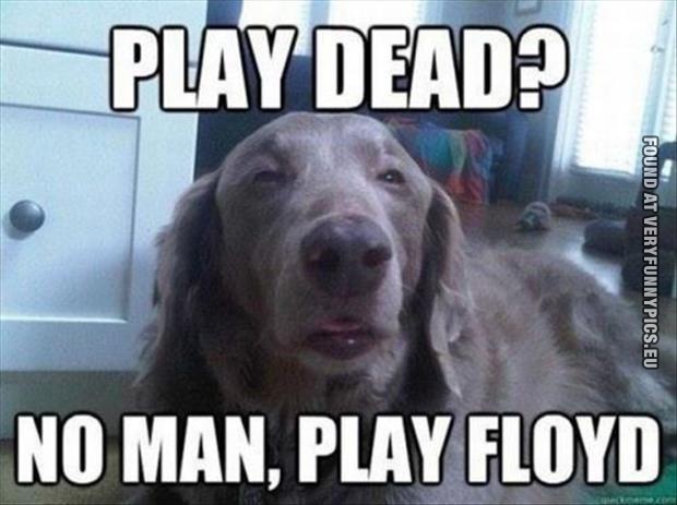 funny picture play dead no man play floyd high dog