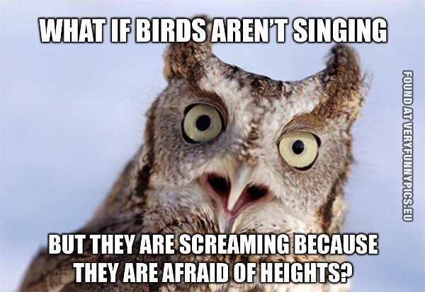funny picture what if birds arent sining