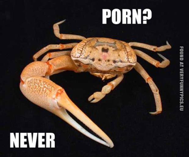 funny pictures porn never crab