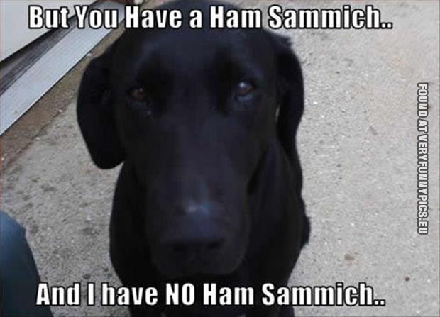 funnh picture dog want a ham sammich