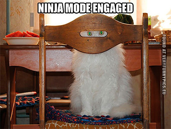 funny-cat-picture-ninja-mode-engaged