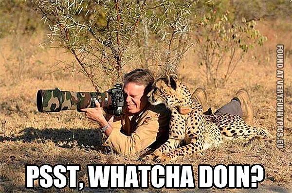 funny-picture-cheetah-and-photographer