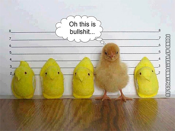 funny-picture-chicken-lineup