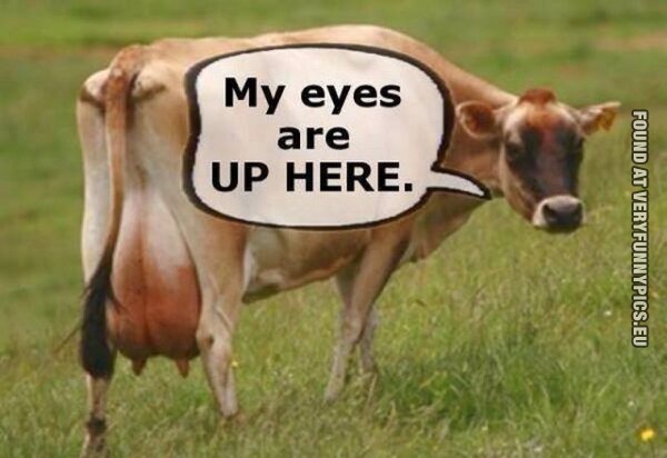 funny picture cow says my eyes are up here