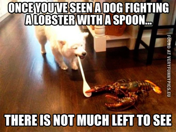 funny-picture-dog-fighting-a-lobster