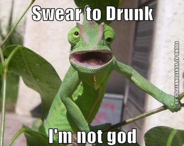 funny picture drunk chameleon