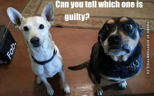funny-picture-guilty-dog