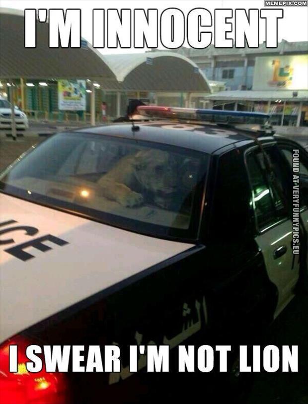 funny picture innocent lion