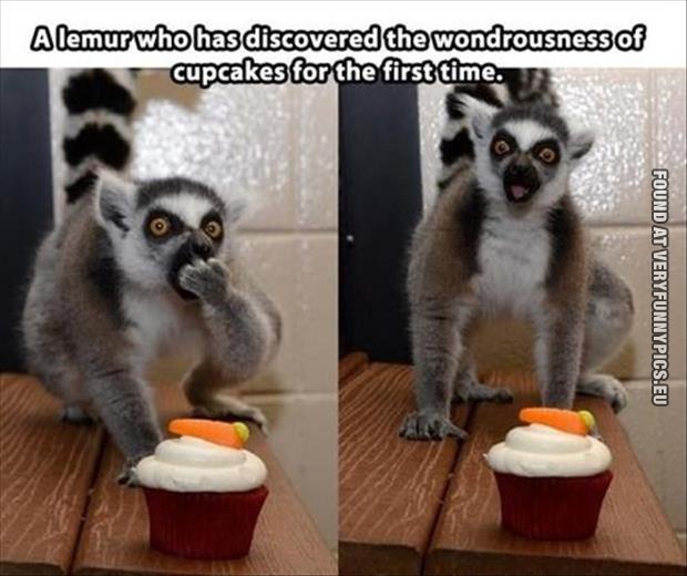 funny picture lemur eating cupcake
