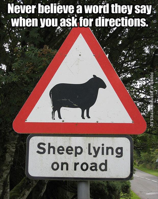 funny picture sheep lying on road
