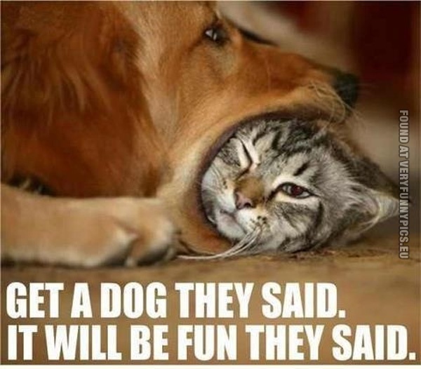 funny-cat-pics-get-a-dog-they-said