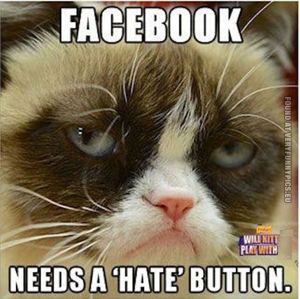 funny cat pics grumpy about facebook