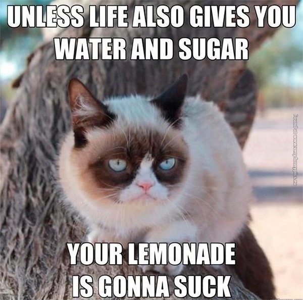 funny-cat-pics-grumpy-about-life-and-lemons