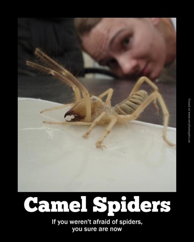 funny pics camel spiders