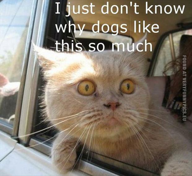 funny pics cat in a car dont know why dogs love this