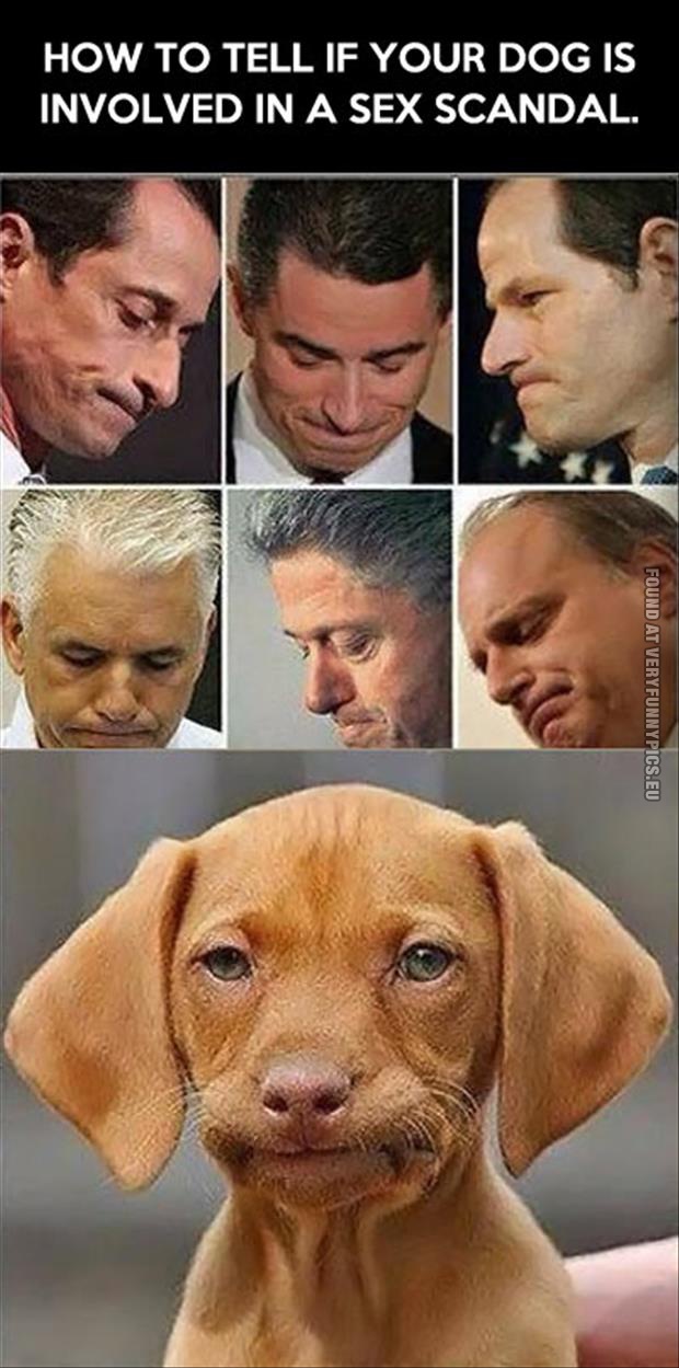 funny pics dog in a sex scandal