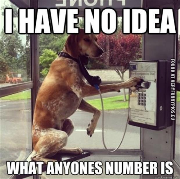 funny pics dog on the phone have no idea what anyones number is