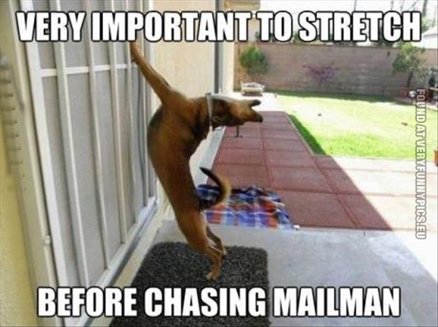 funny pics dog stretching before hunting the mailman