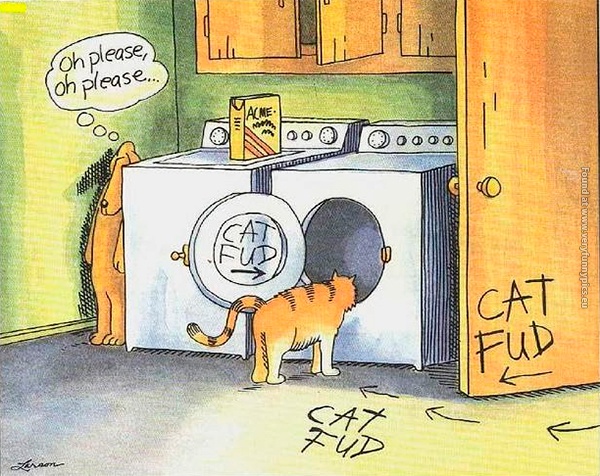 funny-pics-dog-wants-the-cat-to-get-into-the-washer