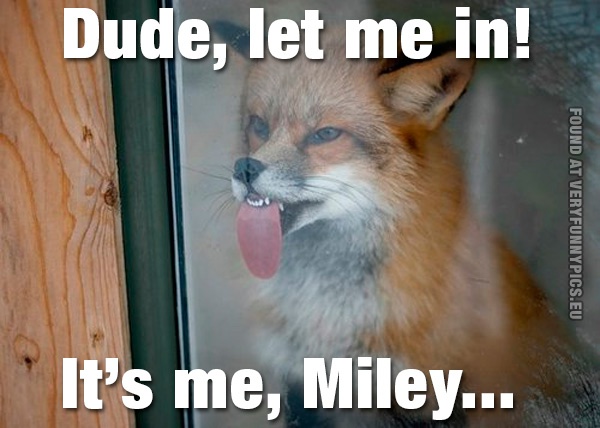 funny-pics-dude-let-me-in-its-me-miley