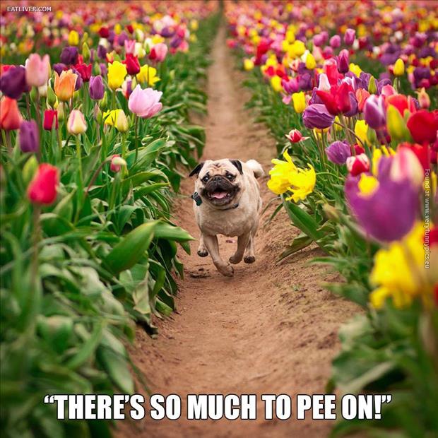 funny pics excited dog theres so much to pee on