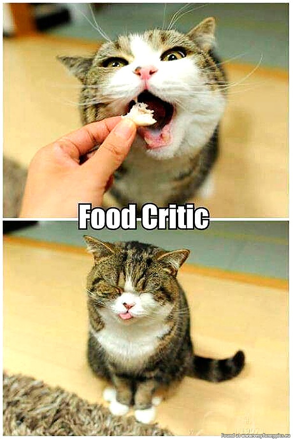 funny-pics-food-critic-cat