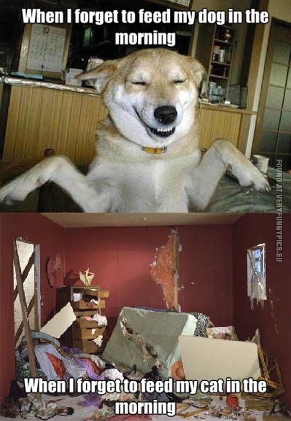 funny-pics-forget-feeding-the-dog-vs-forget-feeding-the-cat
