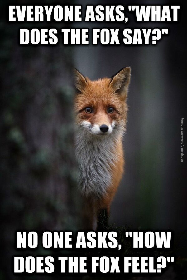 funny pics how does the fox feel