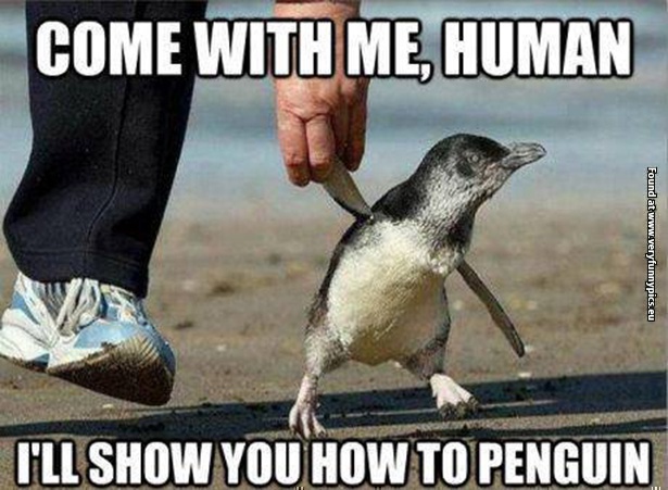 funny pics ill show you how to penguin
