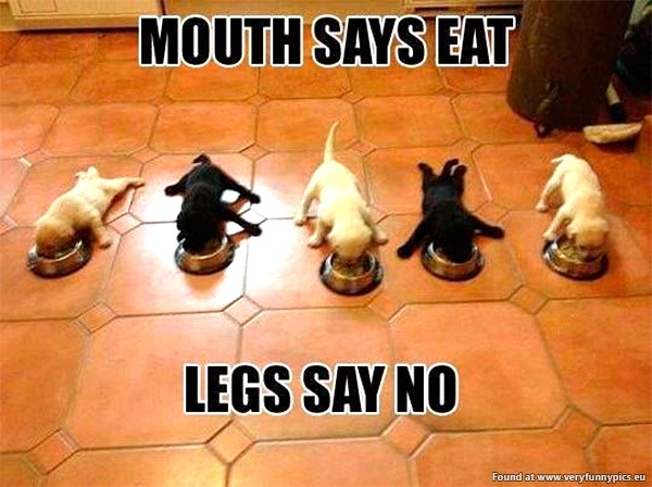 funny-pics-mouth-say-eat-legs-say-no