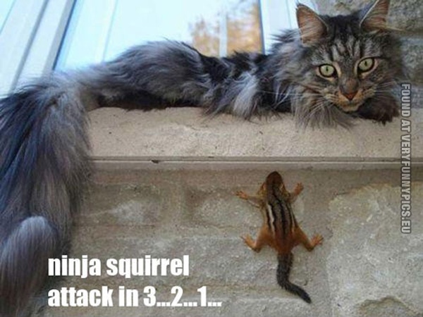 funny-pics-ninja-squirrel-attac-in-3-2-1