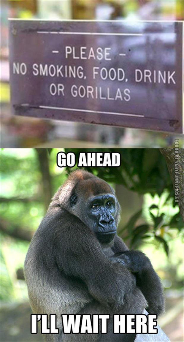 funny pics no gorillas