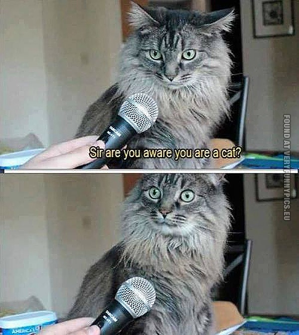 funny-pics-sir-are-you-aware-youre-a-cat