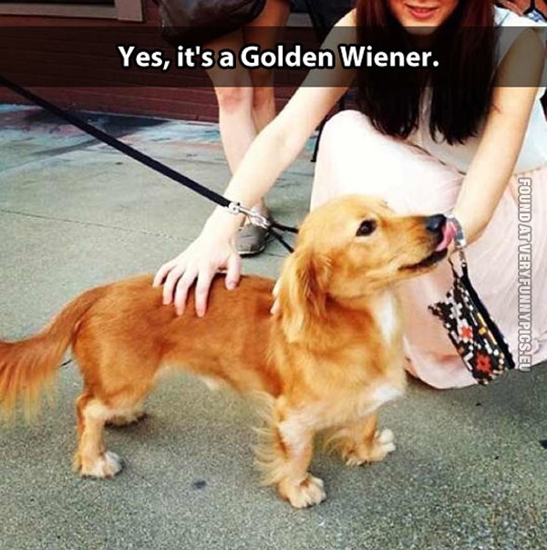funny-pics-the-golden-wiener