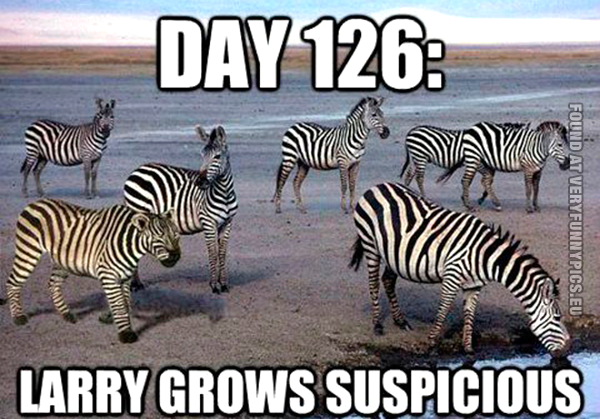 funny-pics-tiger-among-zebra